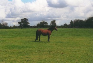 irl1999 national stud